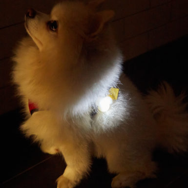 Kobe świecąca adresówka dla psa