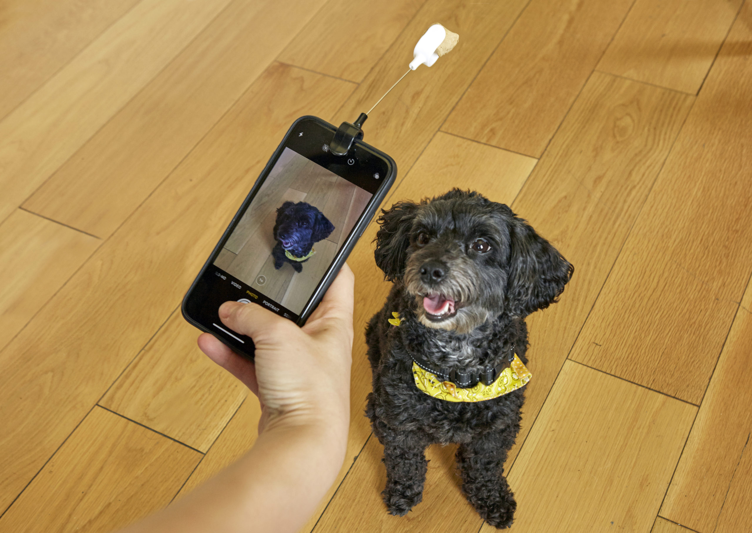 Kobe Dog Treat Selfie Clip