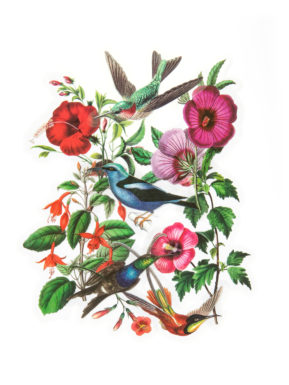 Naklejki transparentne Kolibry i Hibiskus